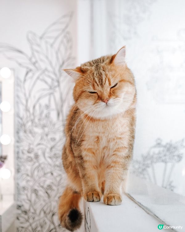 去左靚靚餐廳打卡