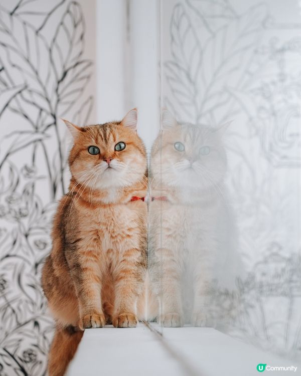 去左靚靚餐廳打卡