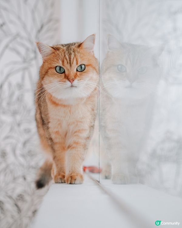 去左靚靚餐廳打卡