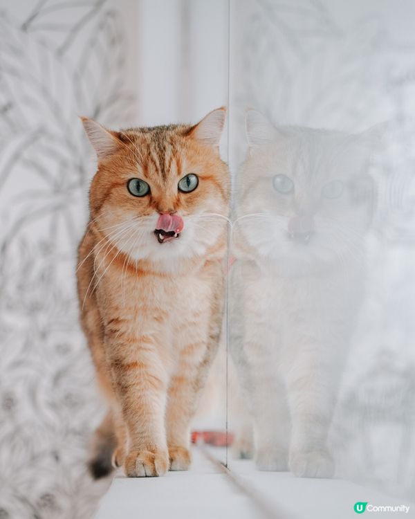 去左靚靚餐廳打卡