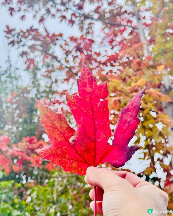 秋日韶關紅葉🍁打卡嶺南紅葉世界