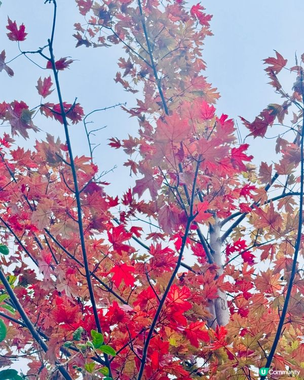 秋日韶關紅葉🍁打卡嶺南紅葉世界