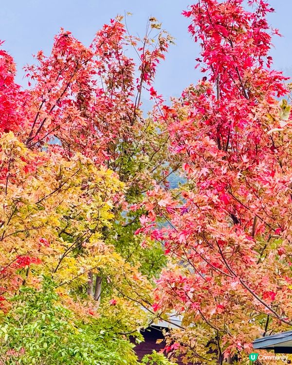 秋日韶關紅葉🍁打卡嶺南紅葉世界