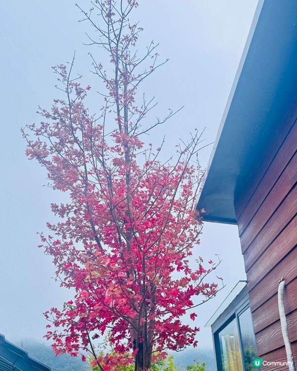 秋日韶關紅葉🍁打卡嶺南紅葉世界