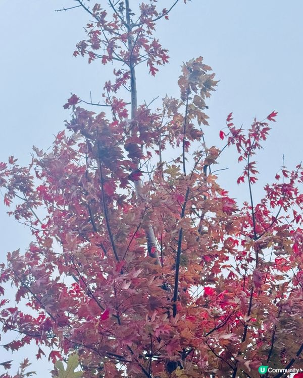 秋日韶關紅葉🍁打卡嶺南紅葉世界