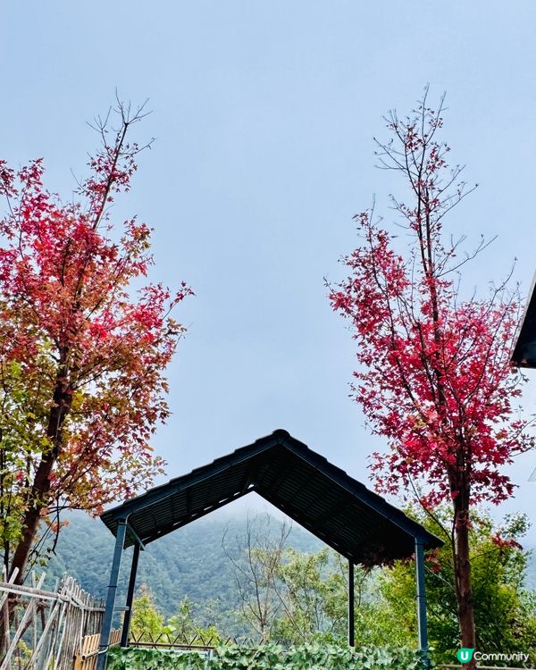 秋日韶關紅葉🍁打卡嶺南紅葉世界