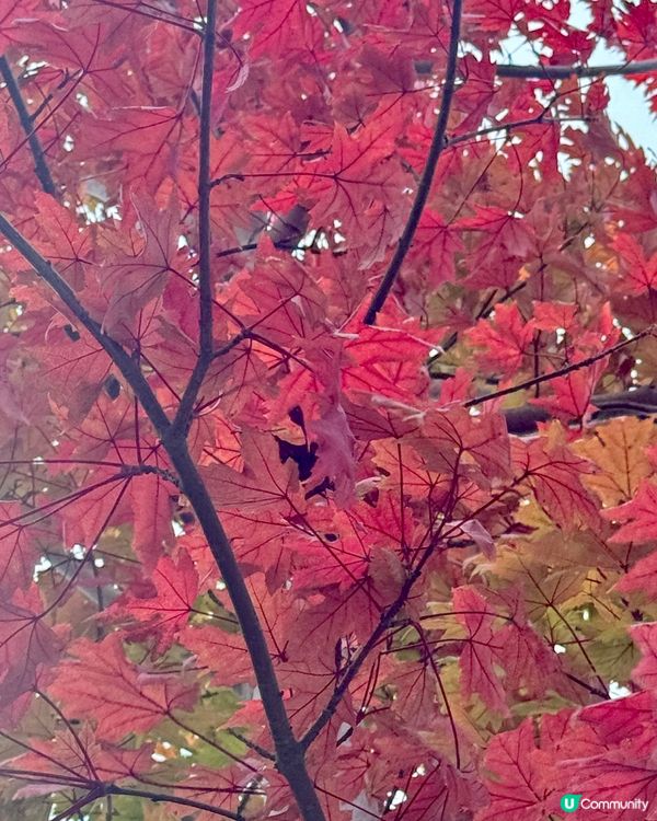 秋日韶關紅葉🍁打卡嶺南紅葉世界