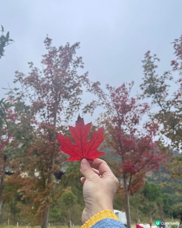 秋日韶關紅葉🍁打卡嶺南紅葉世界