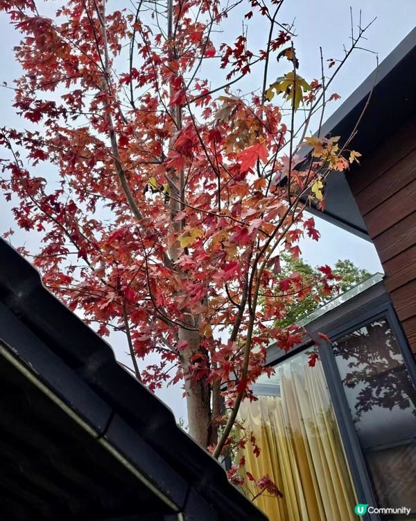 秋日韶關紅葉🍁打卡嶺南紅葉世界