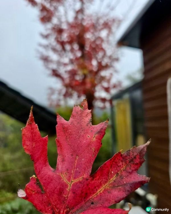 秋日韶關紅葉🍁打卡嶺南紅葉世界