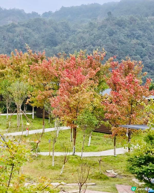 秋日韶關紅葉🍁打卡嶺南紅葉世界