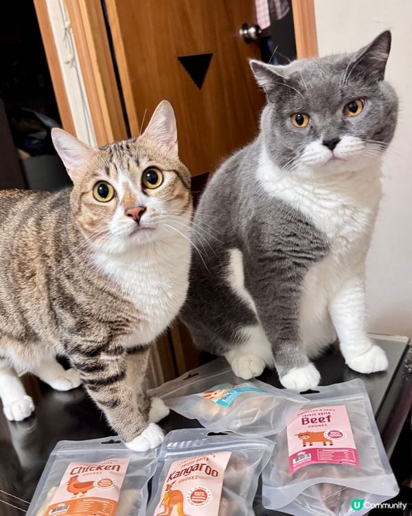 毛孩福利到 零食套裝開箱😻😻😻