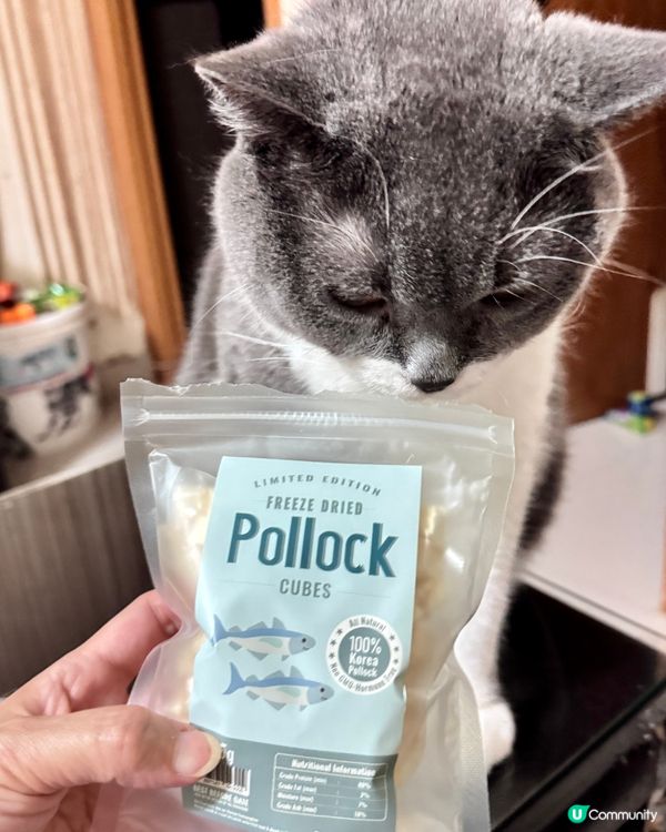 毛孩福利到 零食套裝開箱😻😻😻