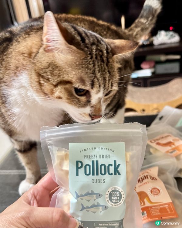 毛孩福利到 零食套裝開箱😻😻😻