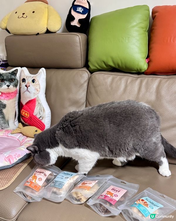 毛孩福利到 零食套裝開箱😻😻😻