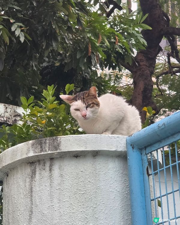 white cat