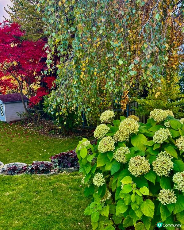 《從Isny到Füssen:在阿爾卑斯山腳下的緩旅》 🚙