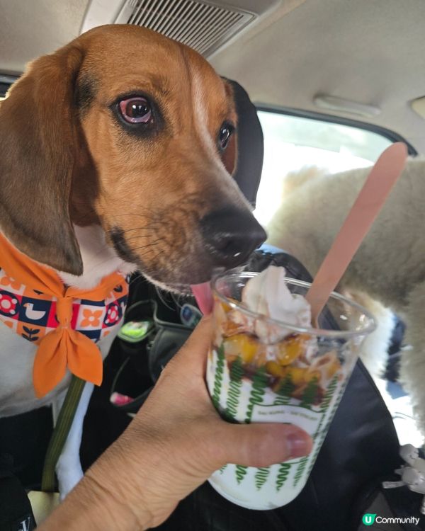 小滿定律~希臘乳酪雪糕