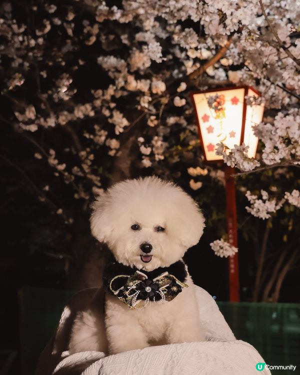 奈良夜櫻夢幻之旅🌸✨