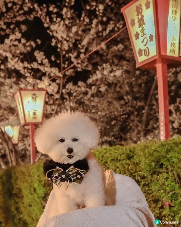 奈良夜櫻夢幻之旅🌸✨