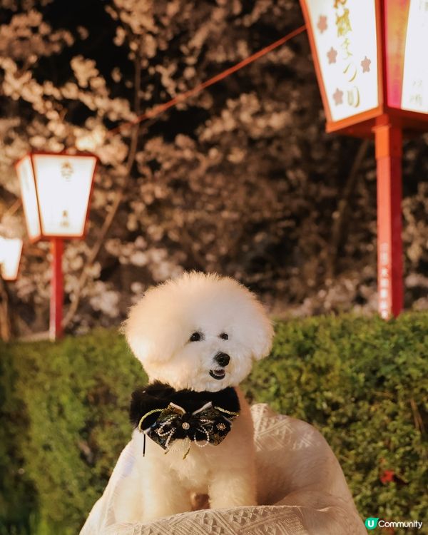 奈良夜櫻夢幻之旅🌸✨