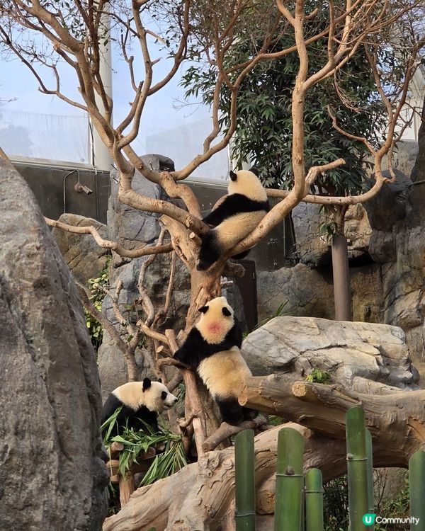 【海洋公園哈囉喂全園祭2025👻】日玩夜玩超值攻略