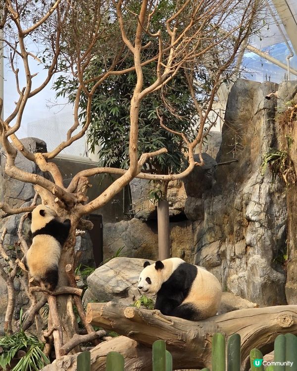 【海洋公園哈囉喂全園祭2025👻】日玩夜玩超值攻略