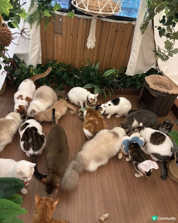 今日旺角貓啡😻！美食+貓咪+做善事！