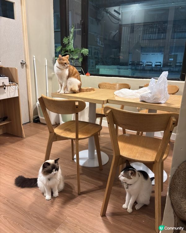 今日旺角貓啡😻！美食+貓咪+做善事！