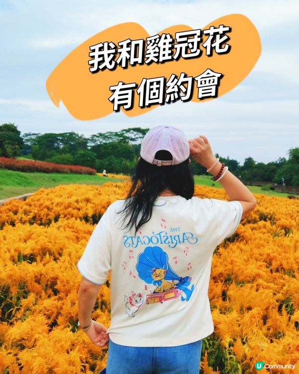 🌼🌼我愛花花🌼🌼之深圳寶安陌上花公園，黃色地氈💛