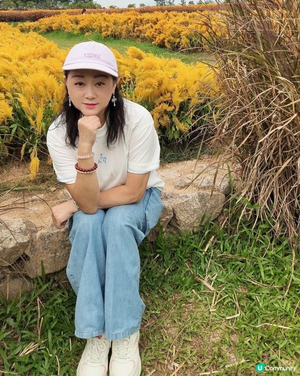 🌼🌼我愛花花🌼🌼之深圳寶安陌上花公園，黃色地氈💛