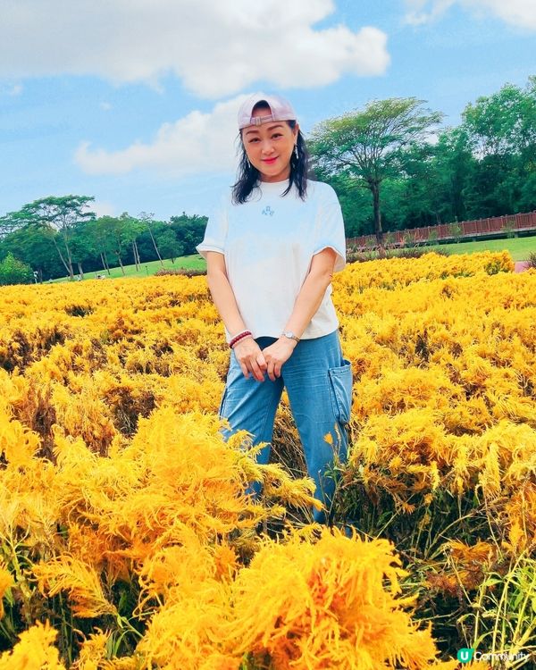 🌼🌼我愛花花🌼🌼之深圳寶安陌上花公園，黃色地氈💛