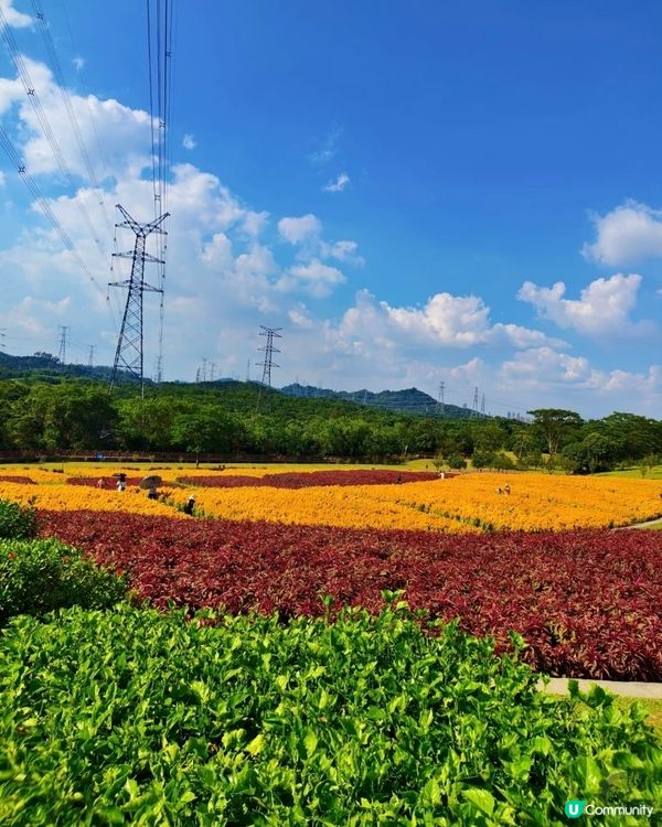 🌼🌼我愛花花🌼🌼之深圳寶安陌上花公園，黃色地氈💛