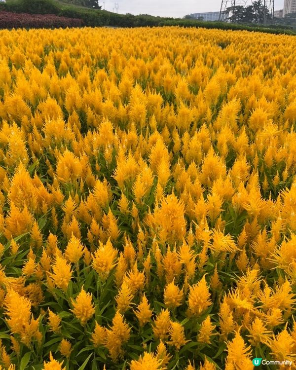 🌼🌼我愛花花🌼🌼之深圳寶安陌上花公園，黃色地氈💛