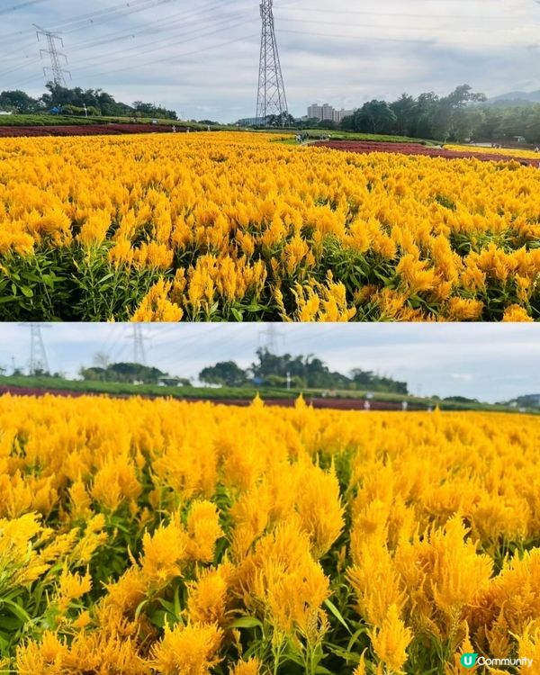 🌼🌼我愛花花🌼🌼之深圳寶安陌上花公園，黃色地氈💛