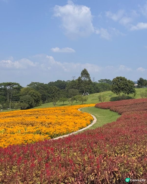 🌼🌼我愛花花🌼🌼之深圳寶安陌上花公園，黃色地氈💛