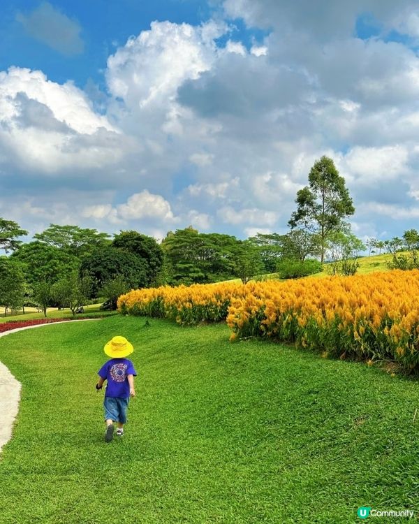 🌼🌼我愛花花🌼🌼之深圳寶安陌上花公園，黃色地氈💛