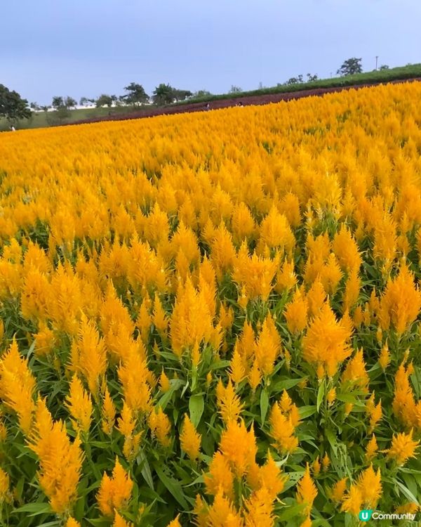 🌼🌼我愛花花🌼🌼之深圳寶安陌上花公園，黃色地氈💛