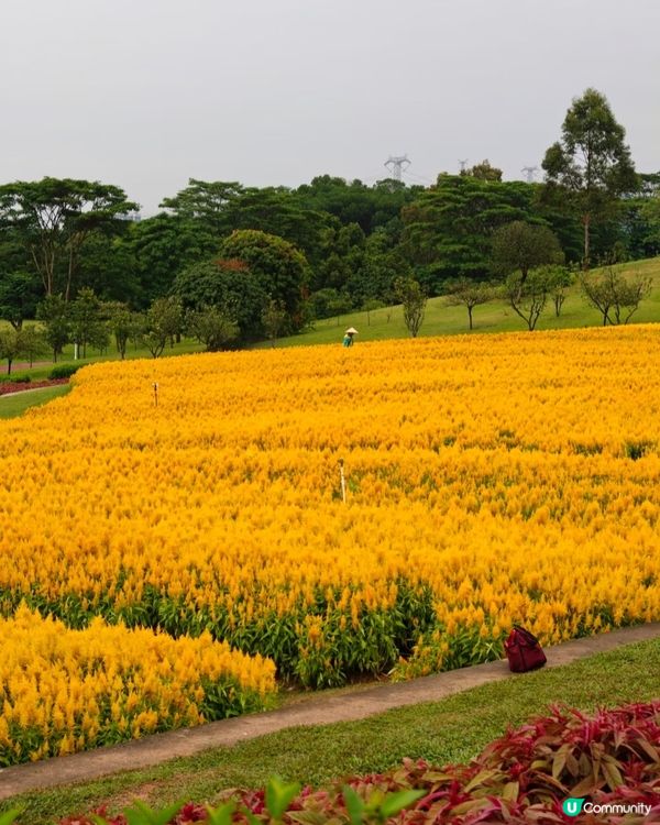 🌼🌼我愛花花🌼🌼之深圳寶安陌上花公園，黃色地氈💛