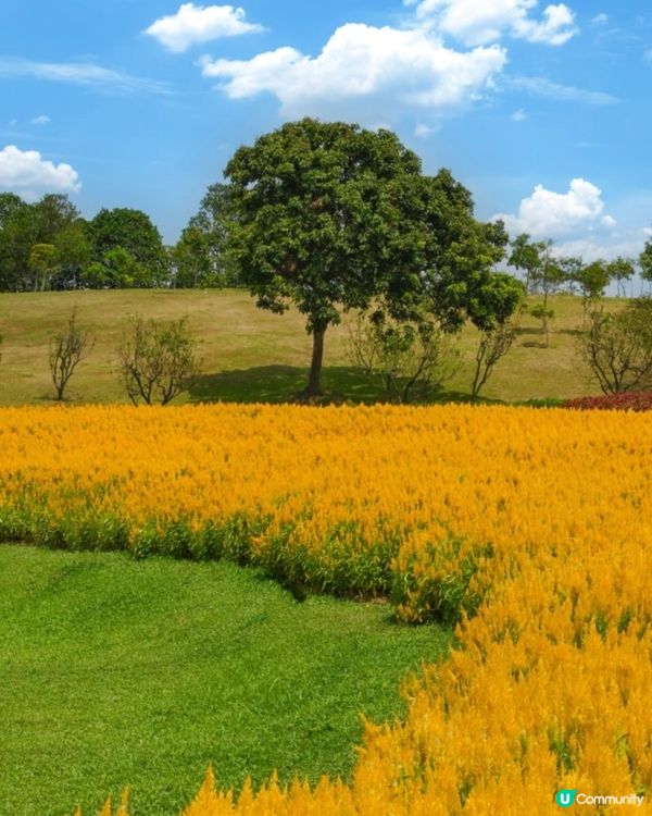 🌼🌼我愛花花🌼🌼之深圳寶安陌上花公園，黃色地氈💛