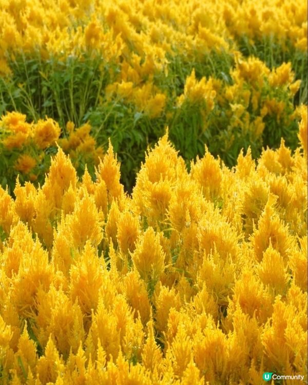 🌼🌼我愛花花🌼🌼之深圳寶安陌上花公園，黃色地氈💛