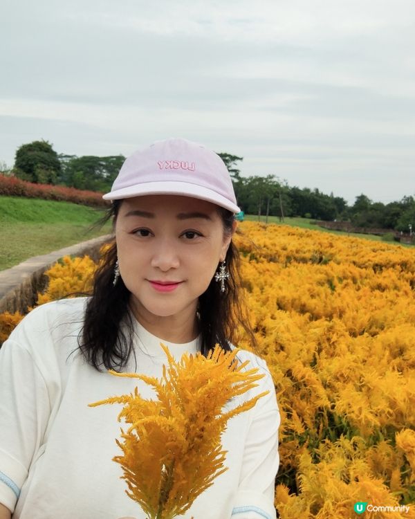 🌼🌼我愛花花🌼🌼之深圳寶安陌上花公園，黃色地氈💛