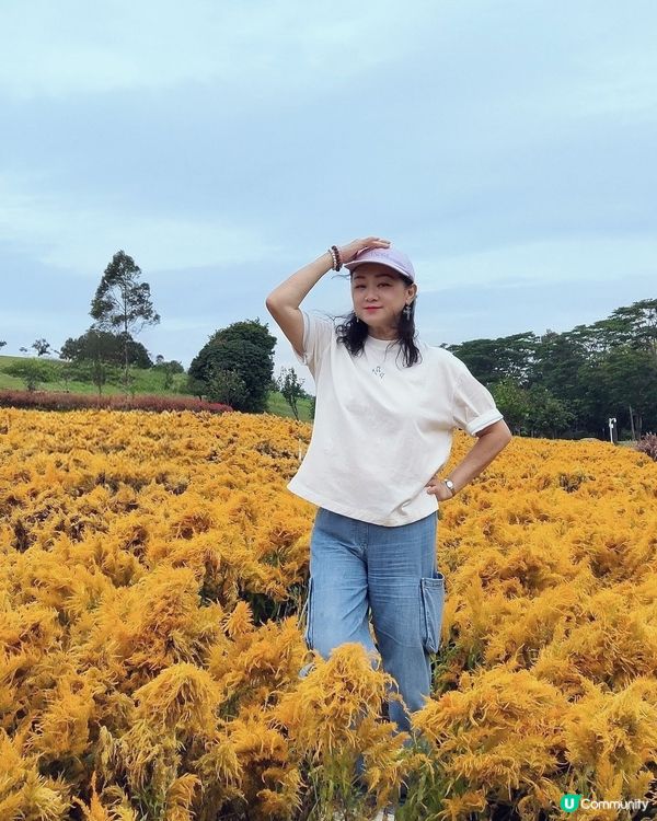 🌼🌼我愛花花🌼🌼之深圳寶安陌上花公園，黃色地氈💛