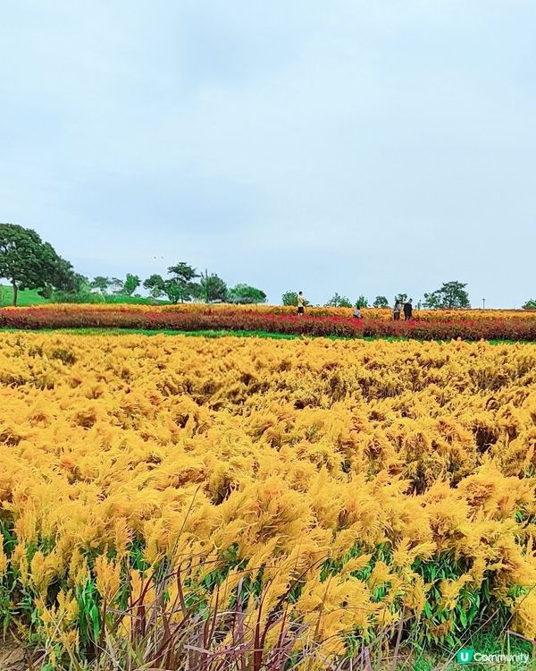 🌼🌼我愛花花🌼🌼之深圳寶安陌上花公園，黃色地氈💛
