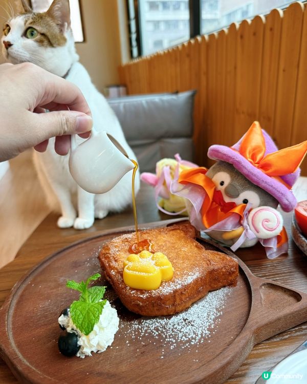 貓奴注意！旺角貓啡😻吸貓天堂！