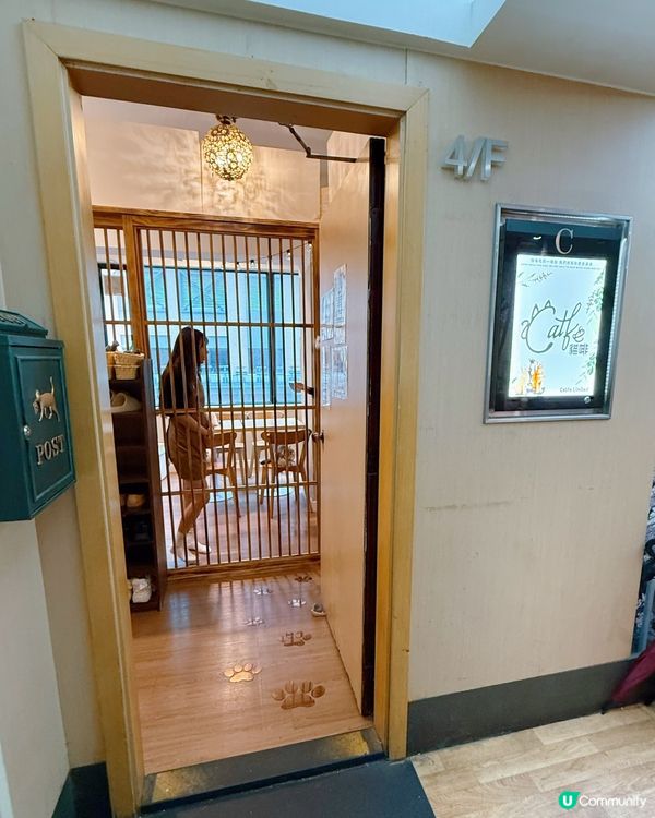 貓奴注意！旺角貓啡😻吸貓天堂！