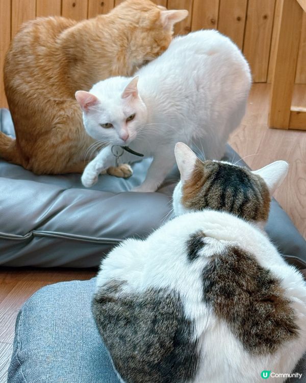 貓奴注意！旺角貓啡😻吸貓天堂！