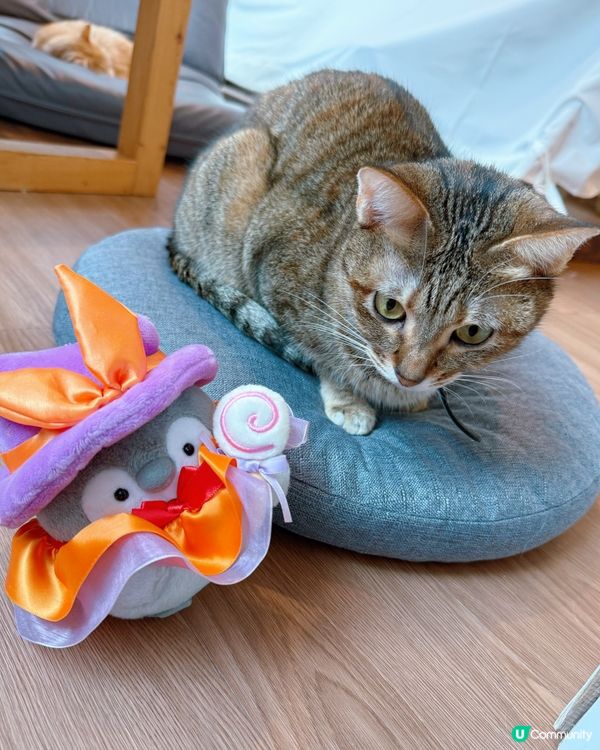 貓奴注意！旺角貓啡😻吸貓天堂！