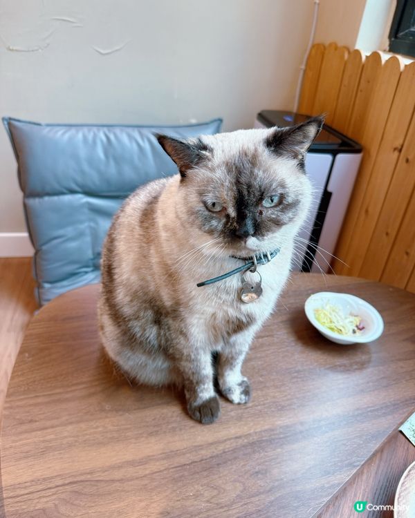 貓奴注意！旺角貓啡😻吸貓天堂！