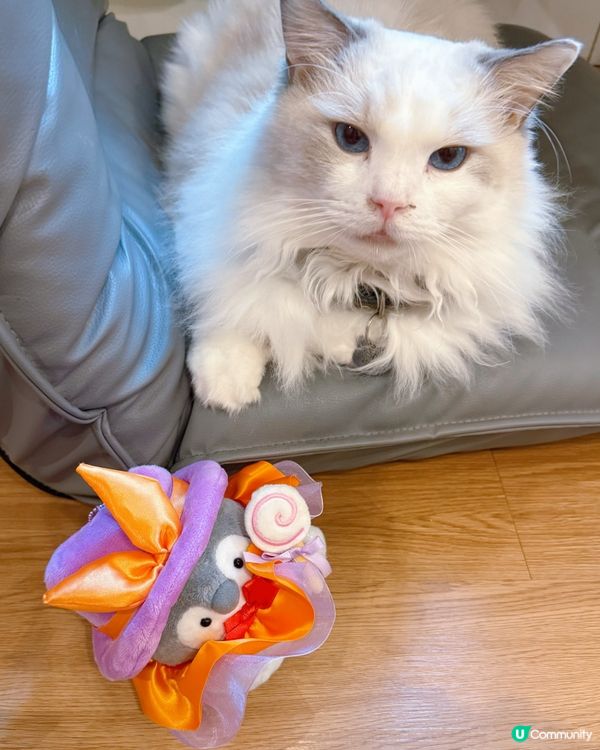 貓奴注意！旺角貓啡😻吸貓天堂！